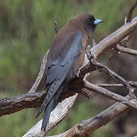 Little Woodswallow